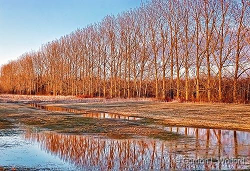 Tree Row Reflection_DSCF01272.jpg - Photographed at sunset near Smiths Falls, Ontario, Canada.